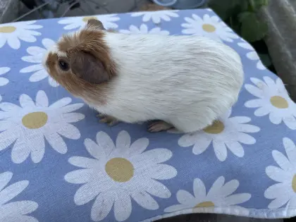 Meerschweinchen
