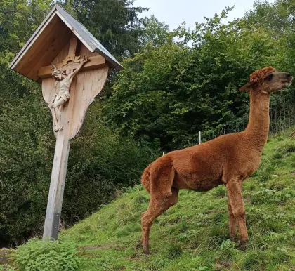 Liebevolle Plätze für 5 Alpakas gesucht