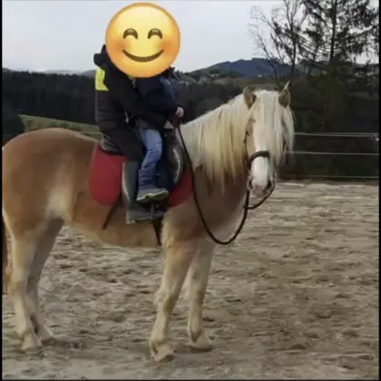 Haflingerstute