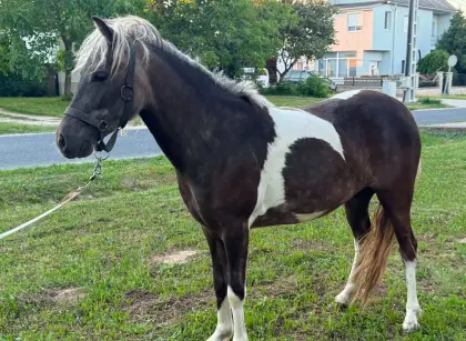 Pony-Stute in Sonderfarbe (Kohlfuchs-Schecke)