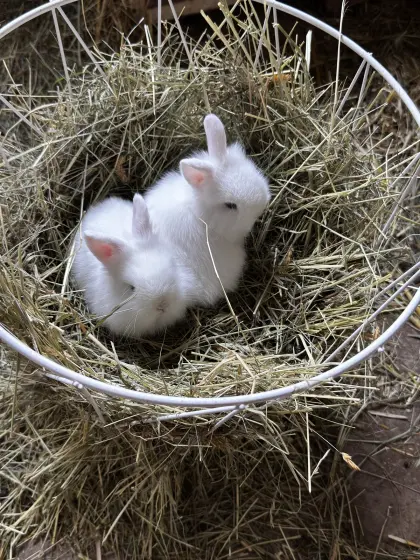 Kaninchen Löwenköpfchen/Zwergwidder/Minilop
