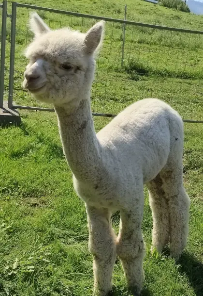 Alpaka