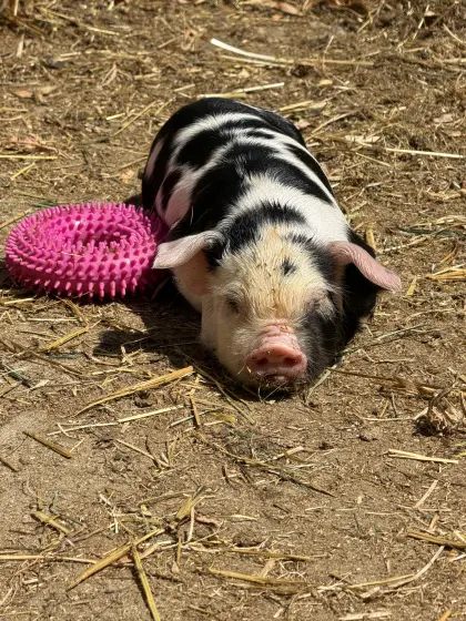 Reinrassige Kune-Kune-Ferkel