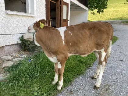 Bio-Fleckvieh-Zuchtkalb