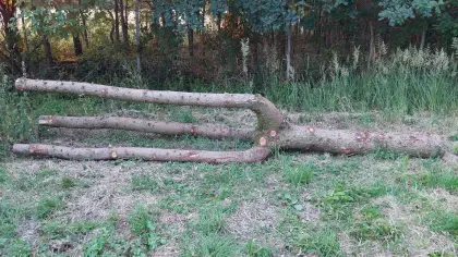Baumgabel Dreizack Fichtenholz