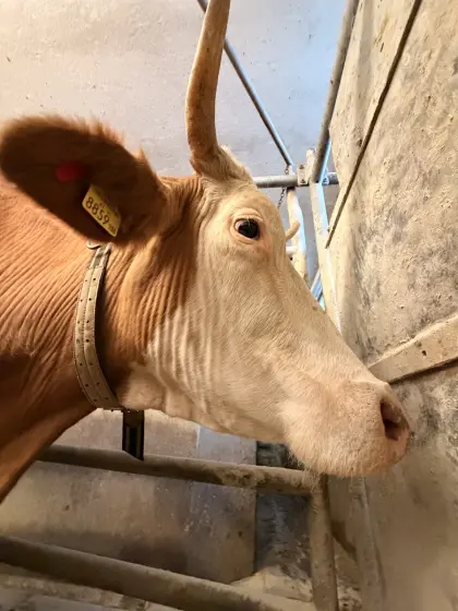 Bio-Dünger (Pferde, Kuhmist)