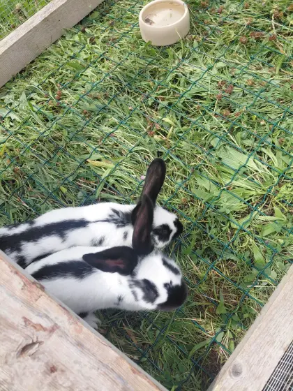 Jungkaninchen