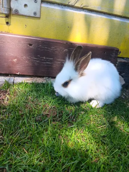 Zwergkaninchen