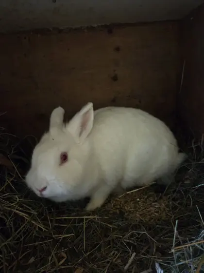Hasen