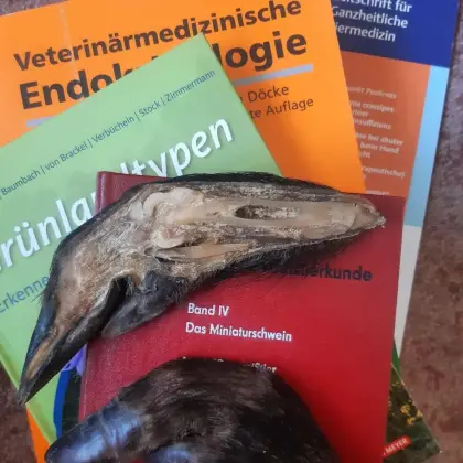 Beratung Heimtierschweine, schlachtfrei, langes, gesundes Leben