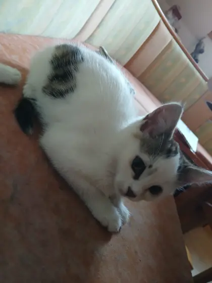 Babykatze