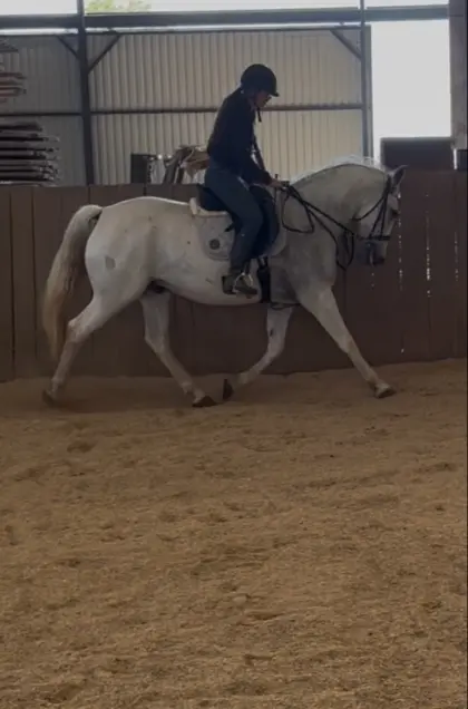 Lipizzaner-Mix