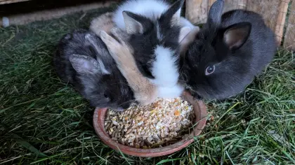 Zwergkaninchen in allen Farben zu verkaufen