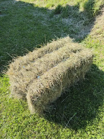 Heuballen, 1. Schnitt 6/26
