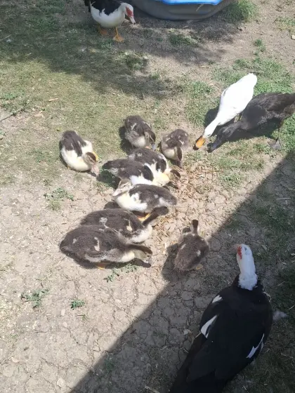 Moschusenten, Warzenenten