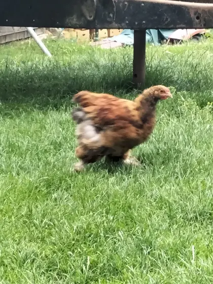 Brahma