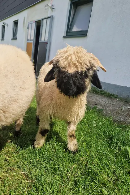 Walliser Schwarznasenschafe Bio