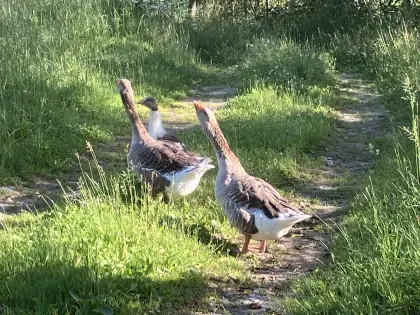 Gänsepaar einjährig für Zucht