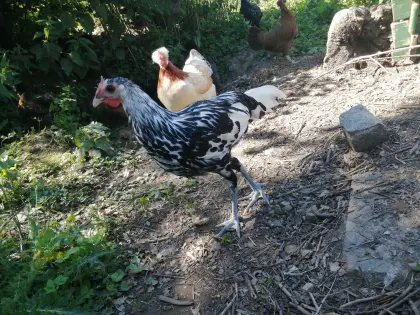 Hamburger Hahn zu verschenken