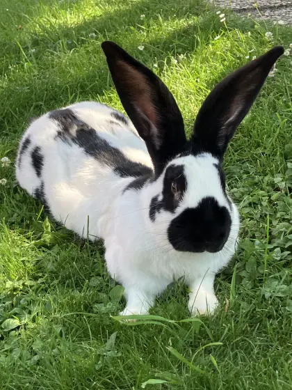 Riesenscheck-Hase, männlich