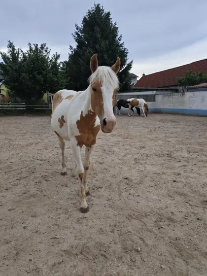 Paint Horse Stute