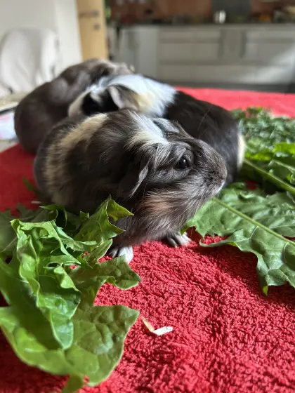 Glückliche Meerschweinchenbabys
