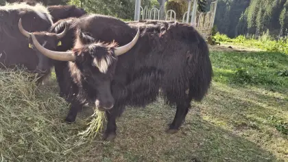 Yak-Stier, 2-jährig, zu verkaufen