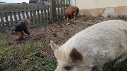 Kune Kune