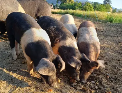 Ferkel