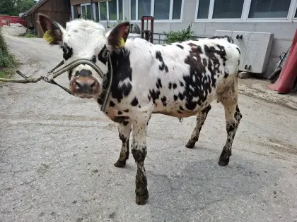 Reinrassiger Normande Stier