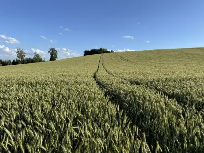 Futtergetreide, Wintergerste, Roggen, Körnermais, Triticale