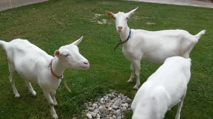 2 junge Saaneziegen in Milch abzugeben