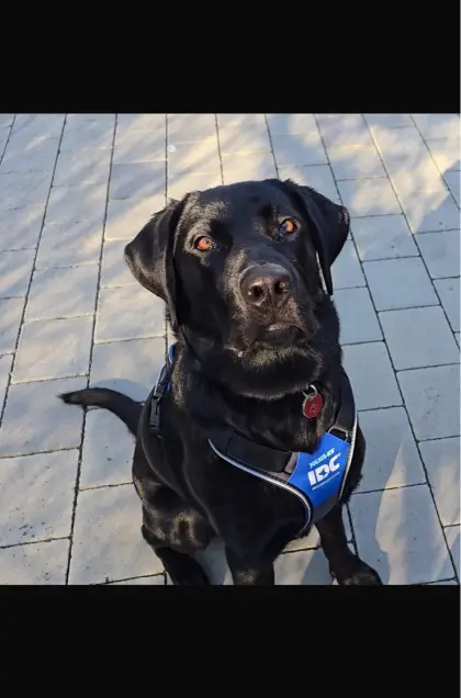 Labrador Rüde