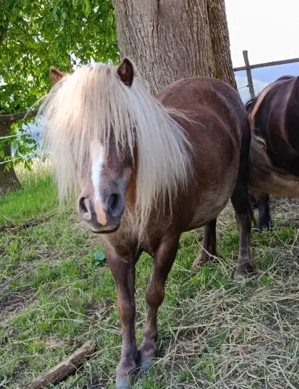 Minishetty-Stute