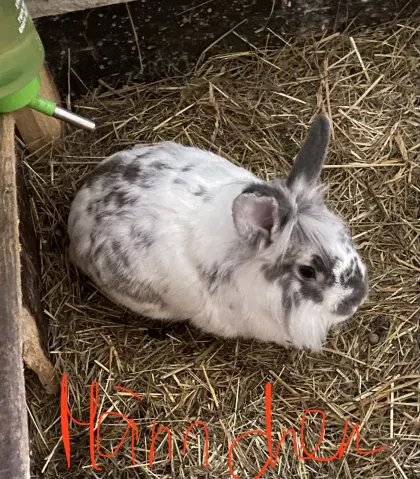 Kaninchen