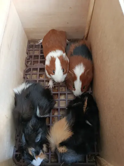 Meerschweinchen, männlich