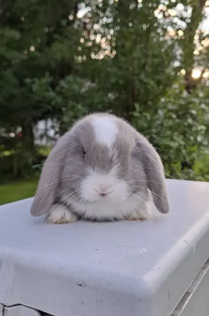 Mini-Lop, reinrassig