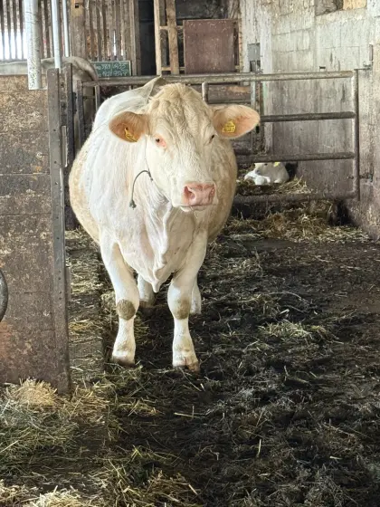 Bio-Charolais-Zuchtkuh