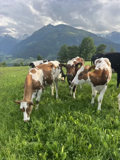 Holstein Jungkalbinnen