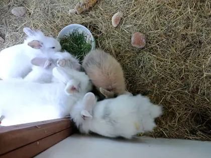 Junge Angora-Hasen 5 Stk.