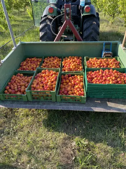 Marillenmaische