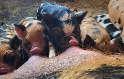 Kune Kune Herdbuchferkel