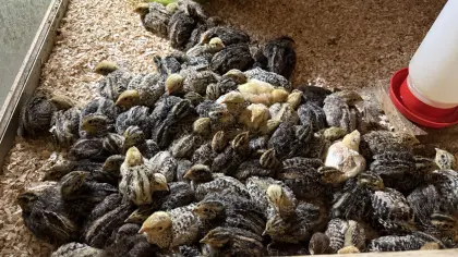 Jap. Legewachteln, legereif