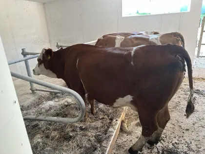 Bio-Kuh