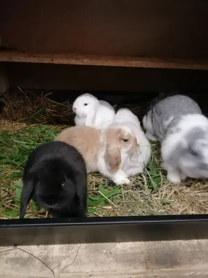 Zwergkaninchen Minilop Zwergwidder