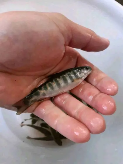 Bachsaibling-Setzlinge, Fische