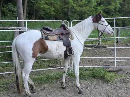 American Paint Horse
