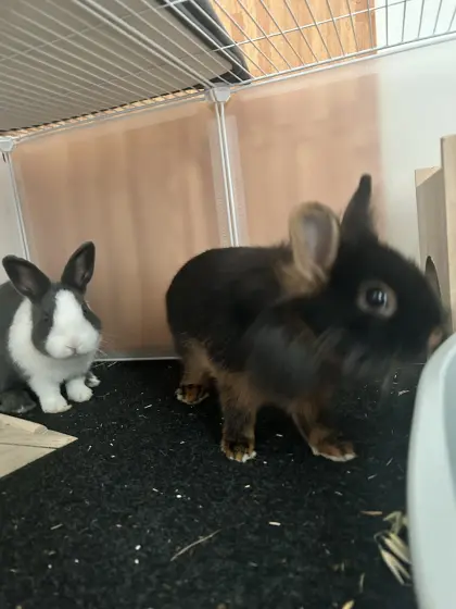 gezüchtete Zwergkaninchen mit viel Zubehör