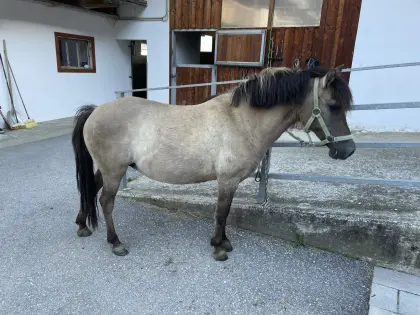 Konikstute