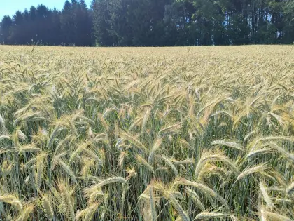 Bio-Triticale ab Feld